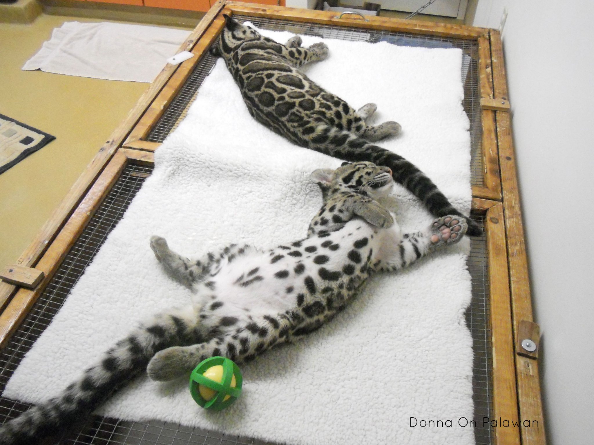 _san-diego-zoo-clouded-leopard-kittens - Donna Amis Davis